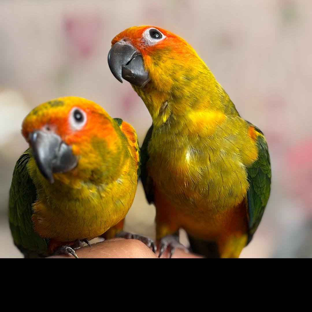 少年郎 孤身一人可惧否