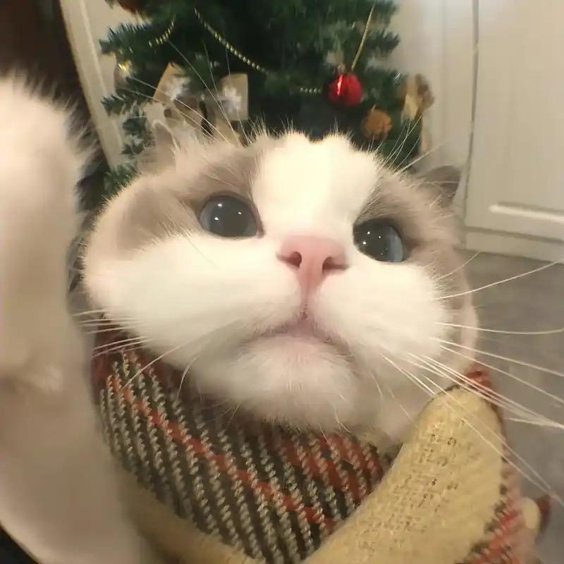 笨笨猫