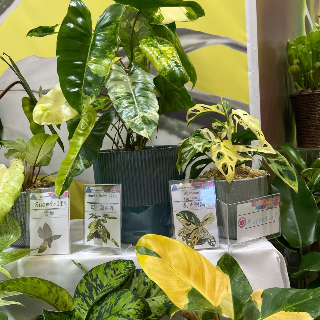 植涧美学馆