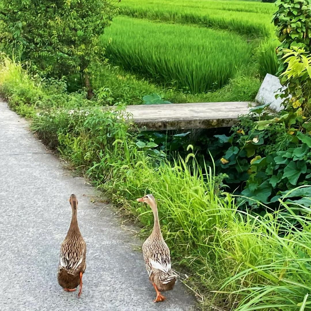 初橙