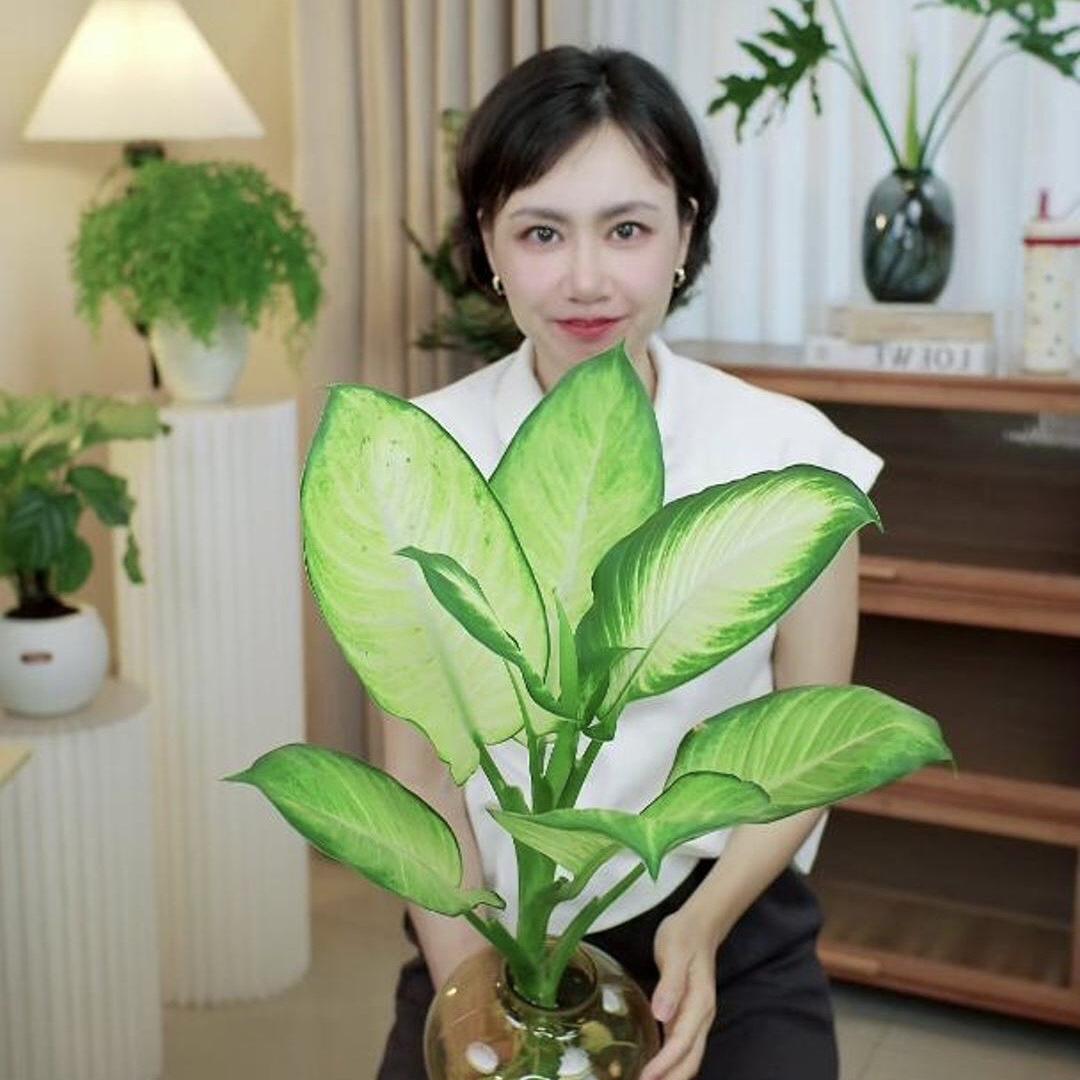 花百万onni绿植