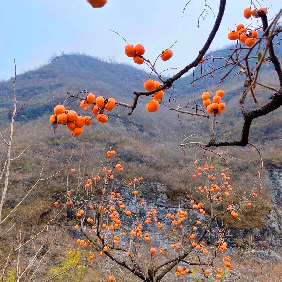 灿灿燕久