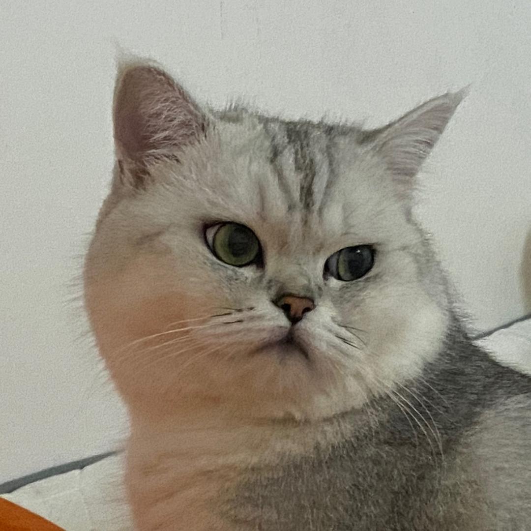 百分甜.