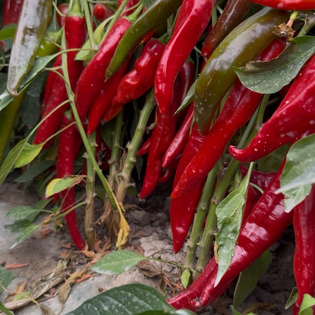 新疆18哥（生活号）