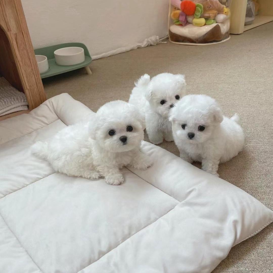 潍坊小苹果家🏠毛孩子