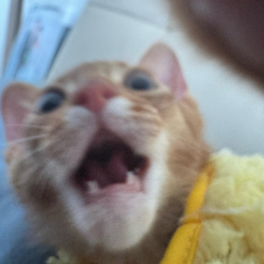 胐胐猫