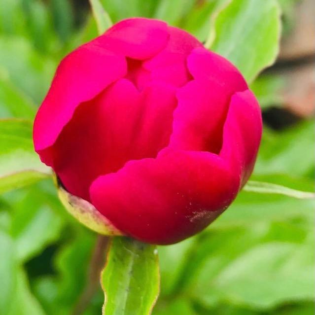 春暖花开🌹
