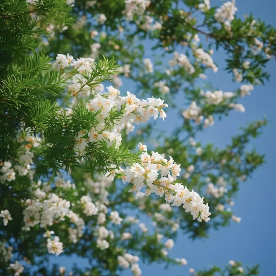 大嘴的花卉