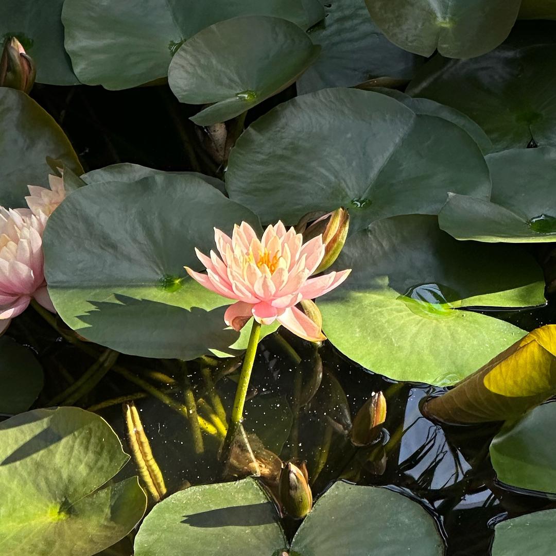 玉陌（认真生活版）