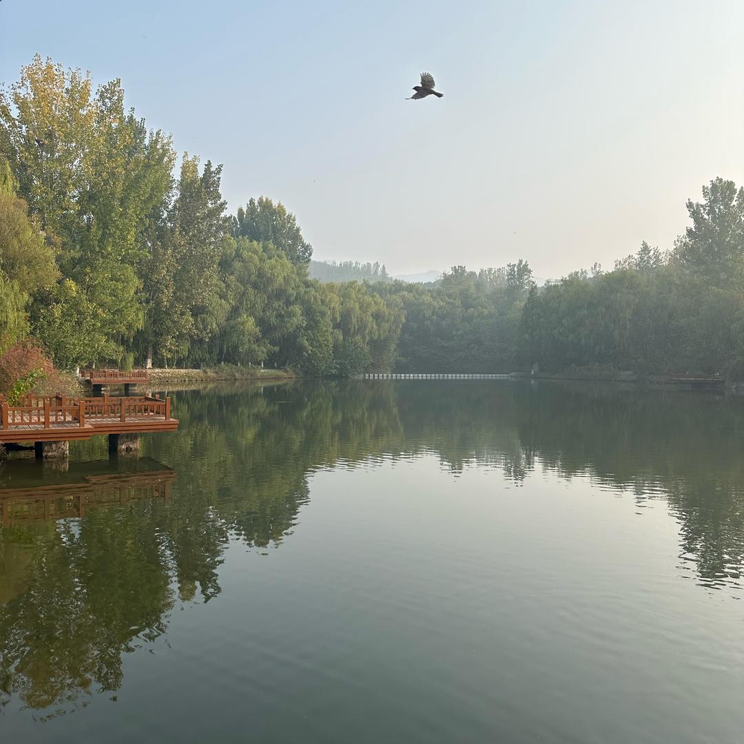杨眉