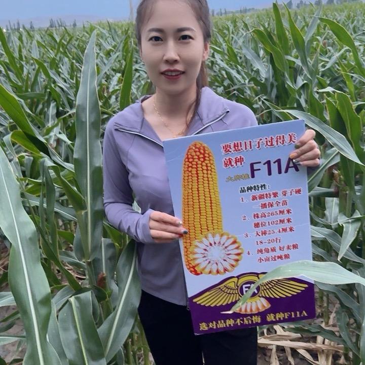 德超农业～四丫