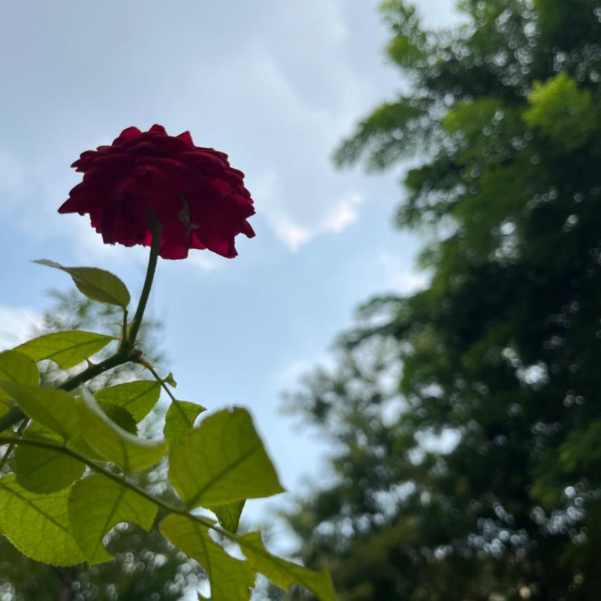树洞