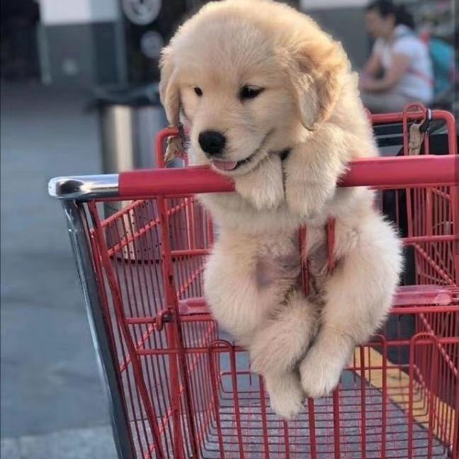 失控的狗蛋