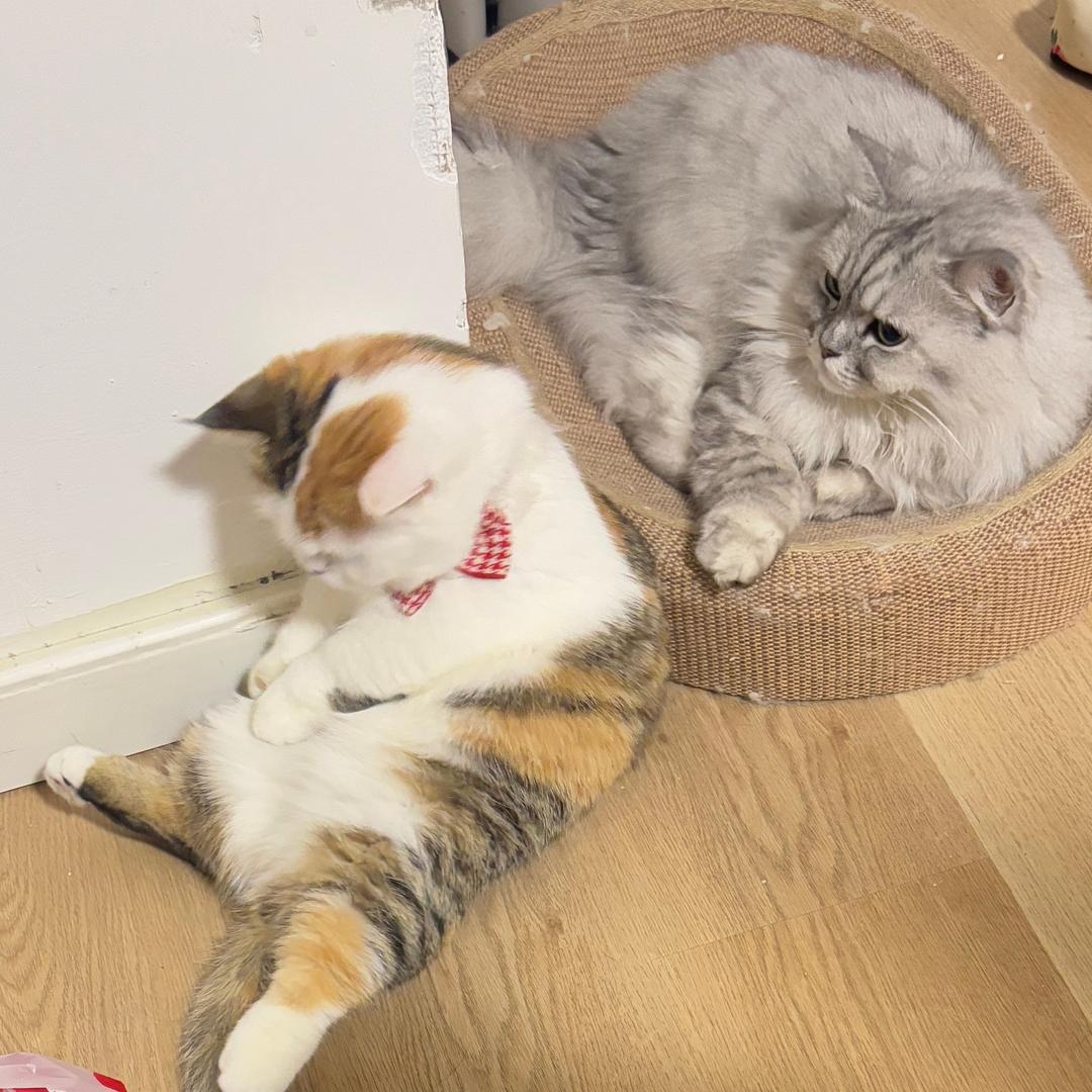 么凹猫