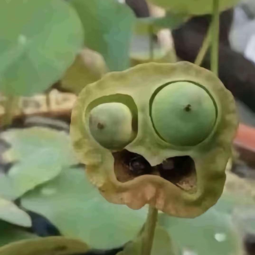 最爱小燕子