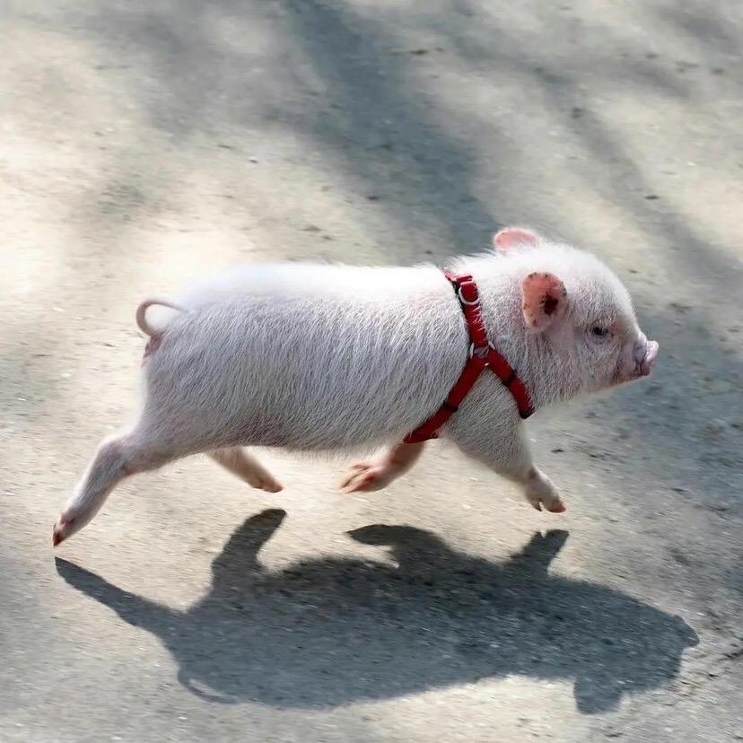🐷🐷🐷🐷🐷