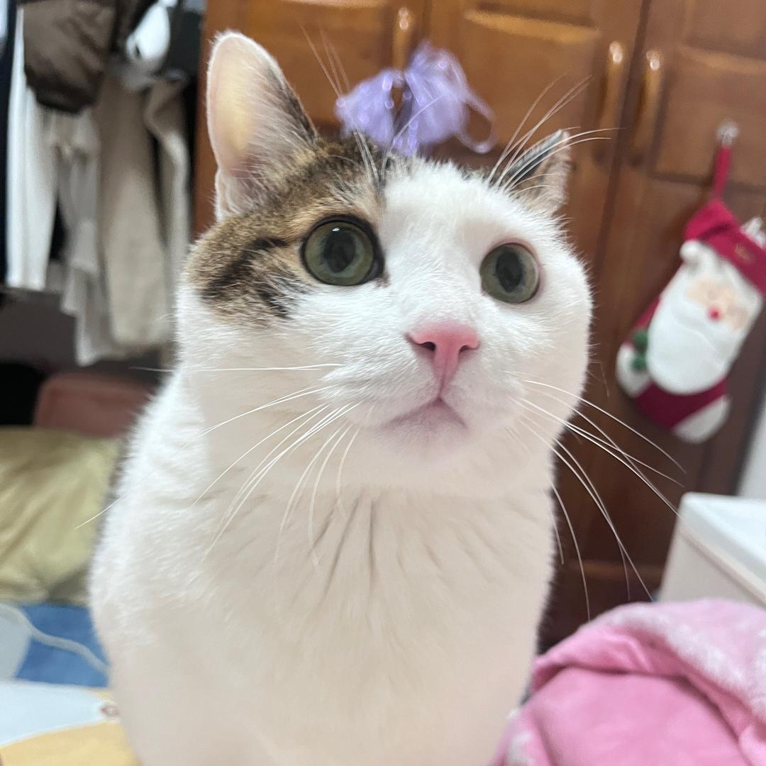 费费猫🐱