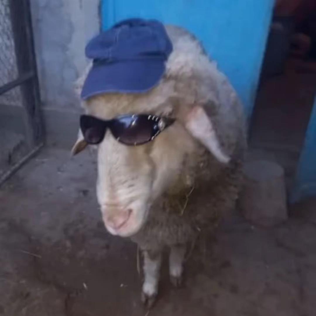 尿不湿老湿