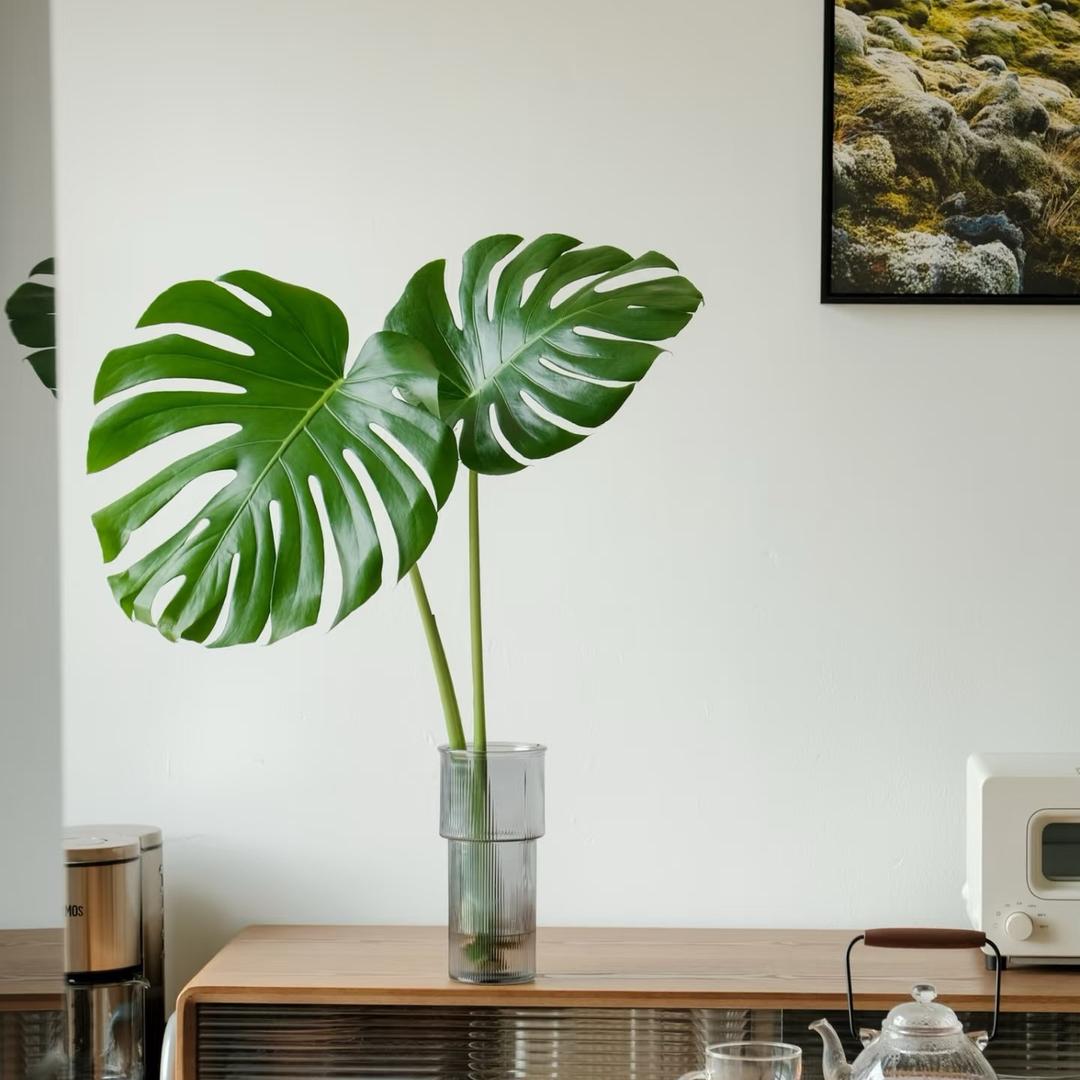 植观印象