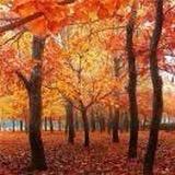 🌈🌈🌈毛(退)