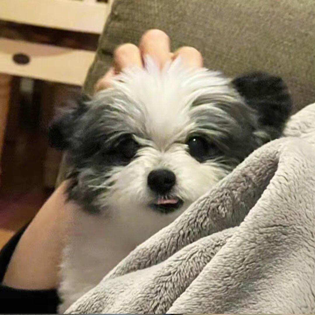 渣渣辉