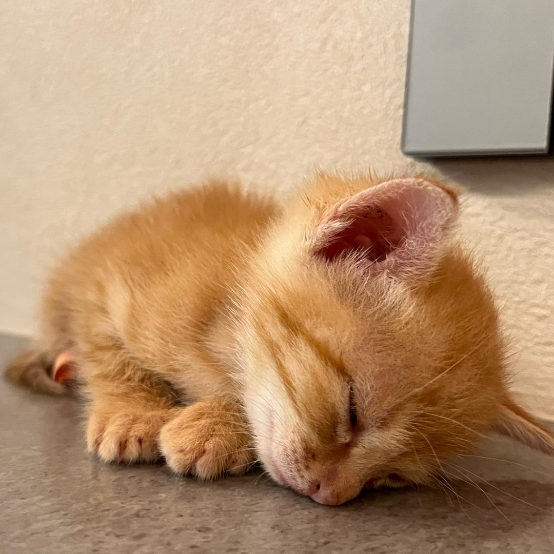 长不大得小蛇蛇