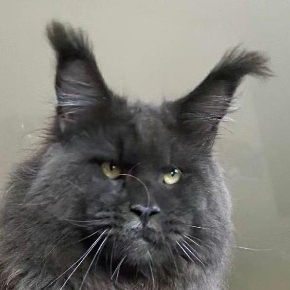 YY缅因猫舍-高子