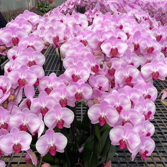 万盛花艺蝴蝶兰