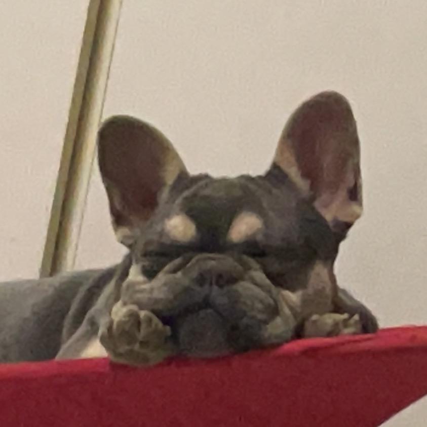 霖子家的小法斗