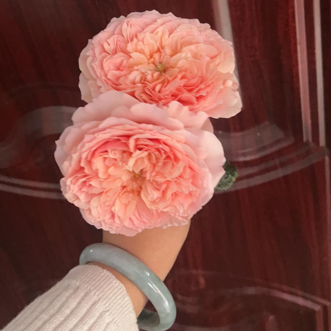 爱与自由二八分🌸