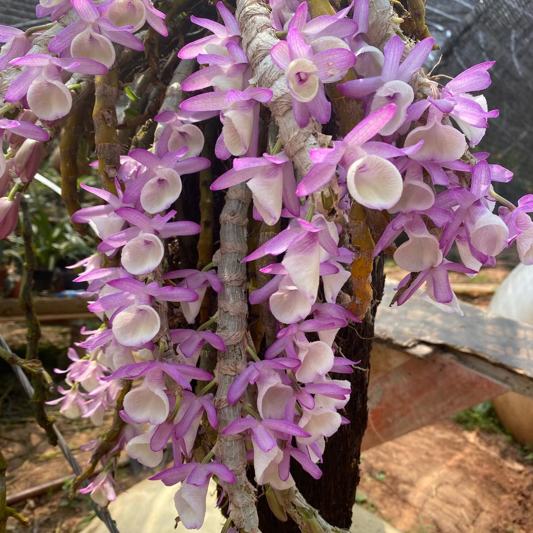 花驿小栈-