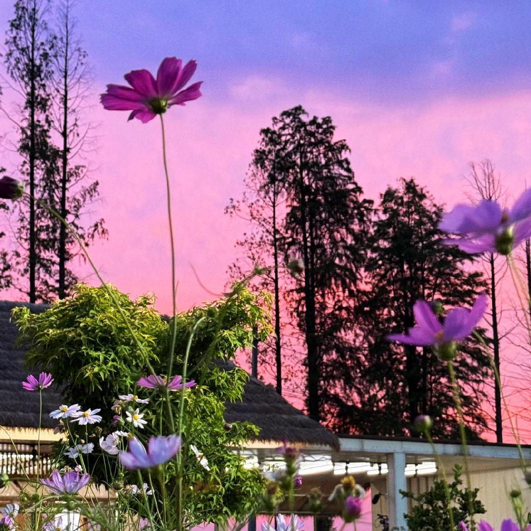 阳光学校张老师