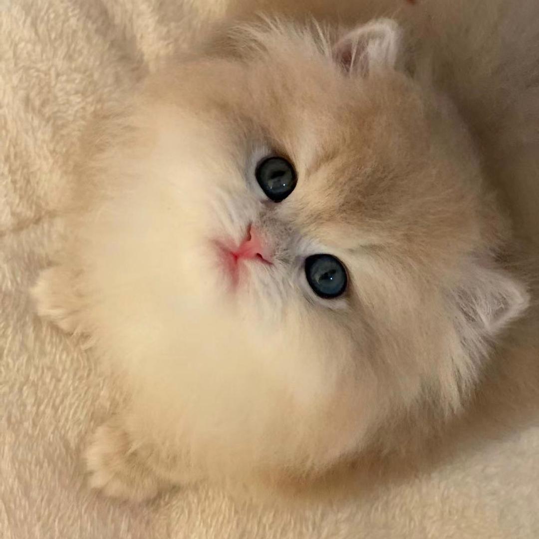 上海喵喵屋猫舍