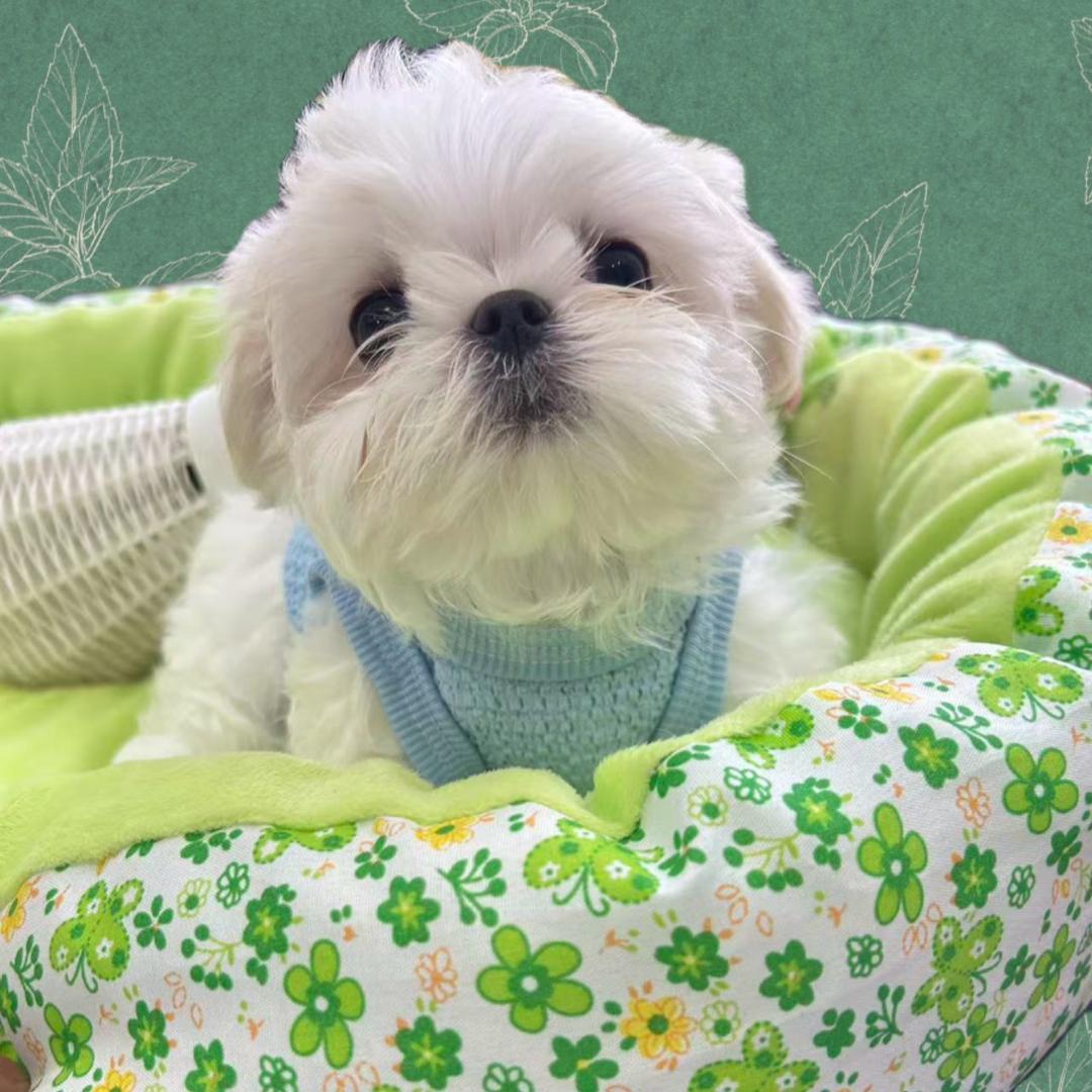 花花家约克夏-马尔济斯