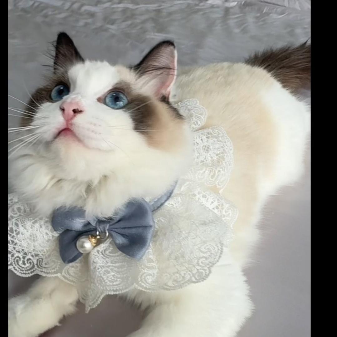 元宝是个布偶猫