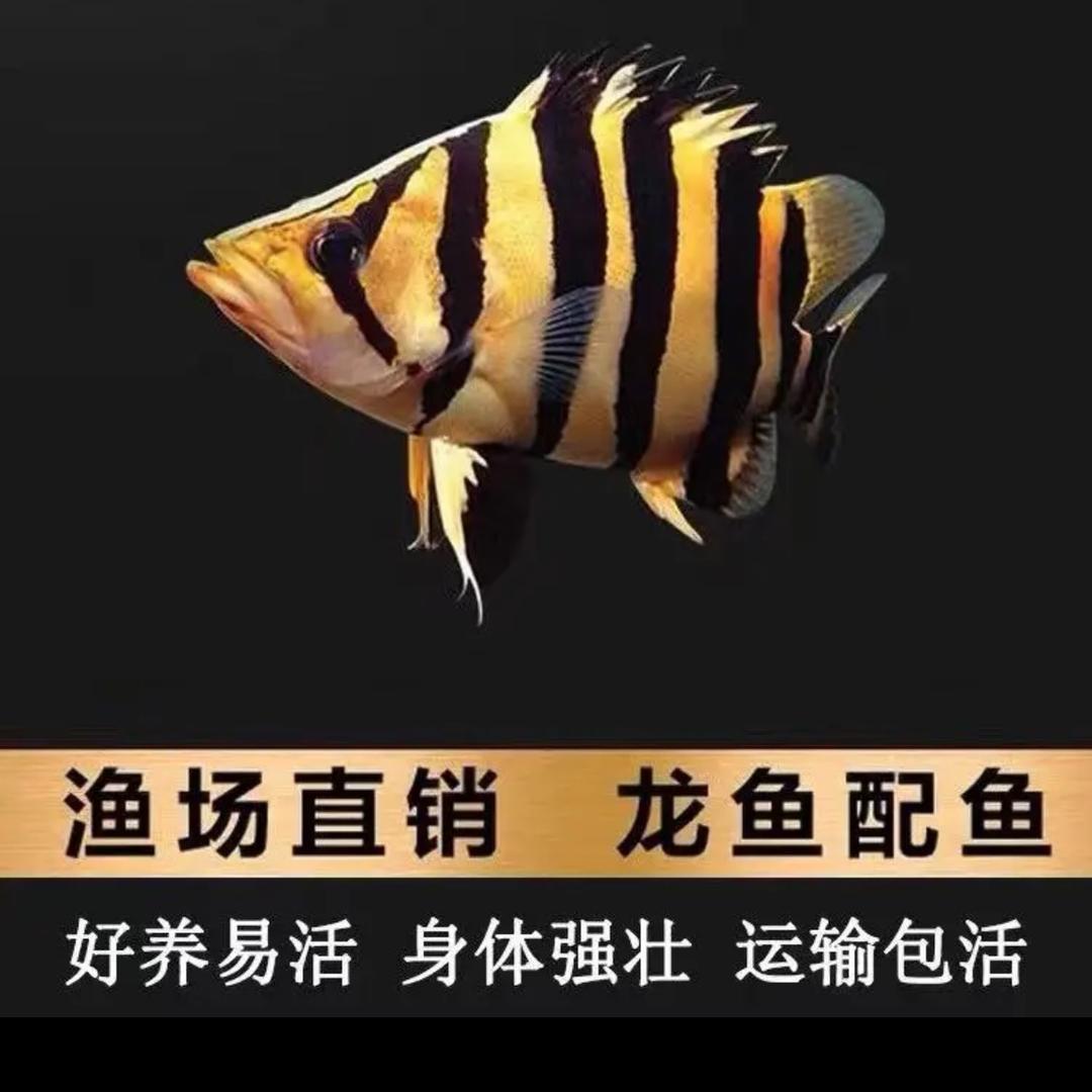 渔见你