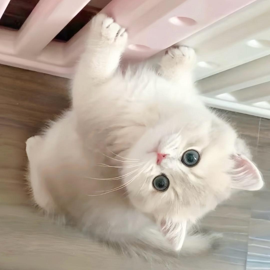 Yiiove高定摄影（咨询拍摄看dy号