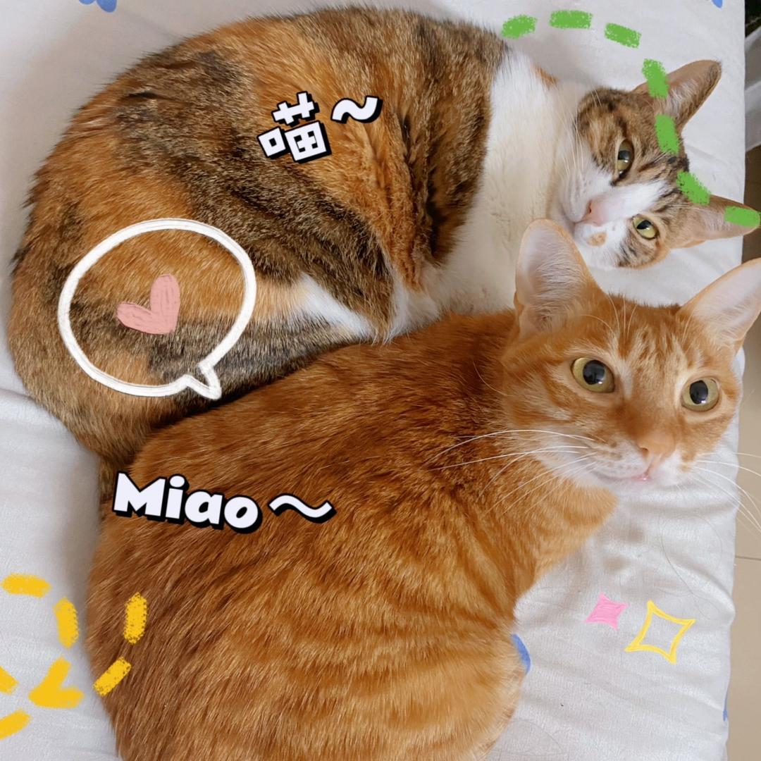 岁岁发财是猪咪