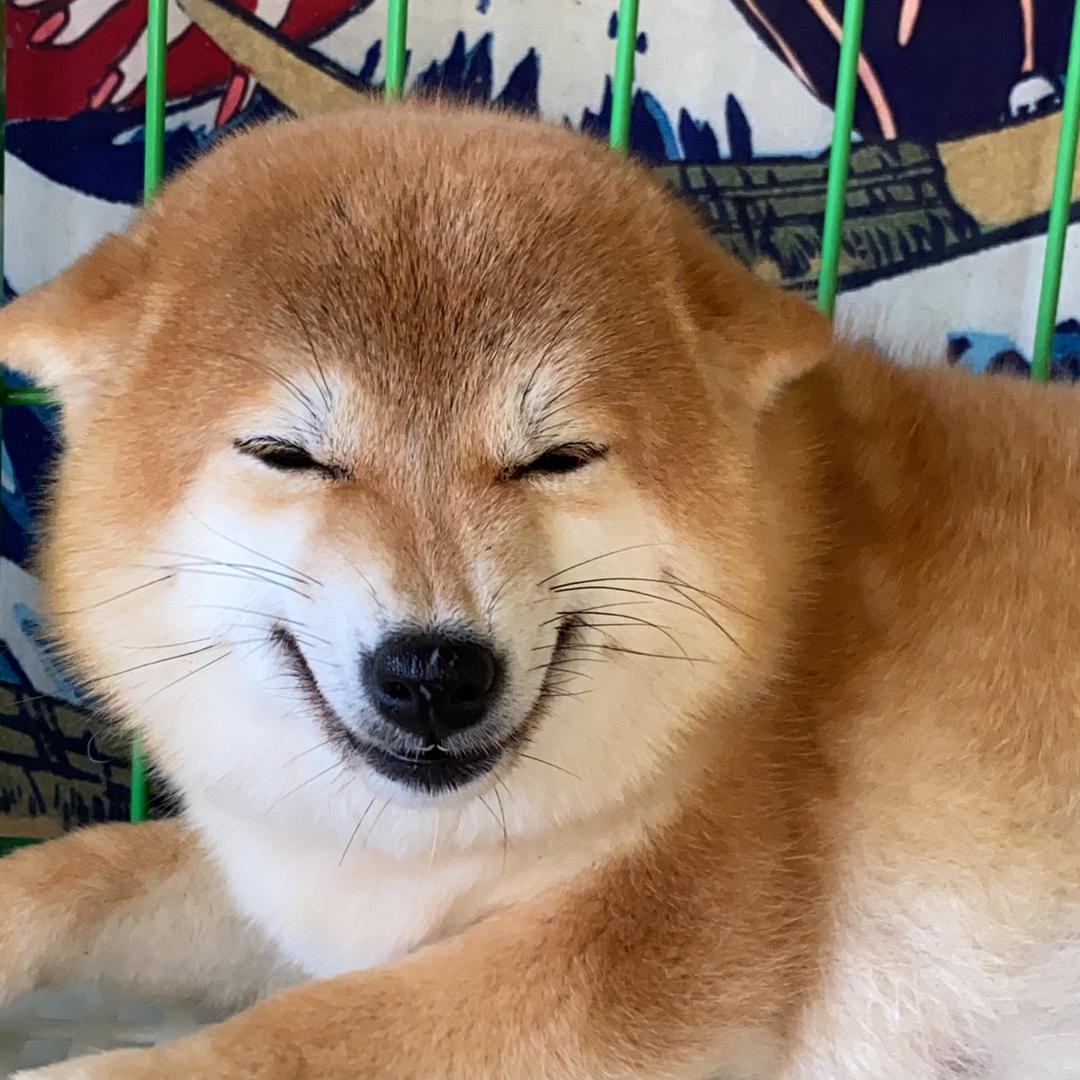 博文家的小柴犬