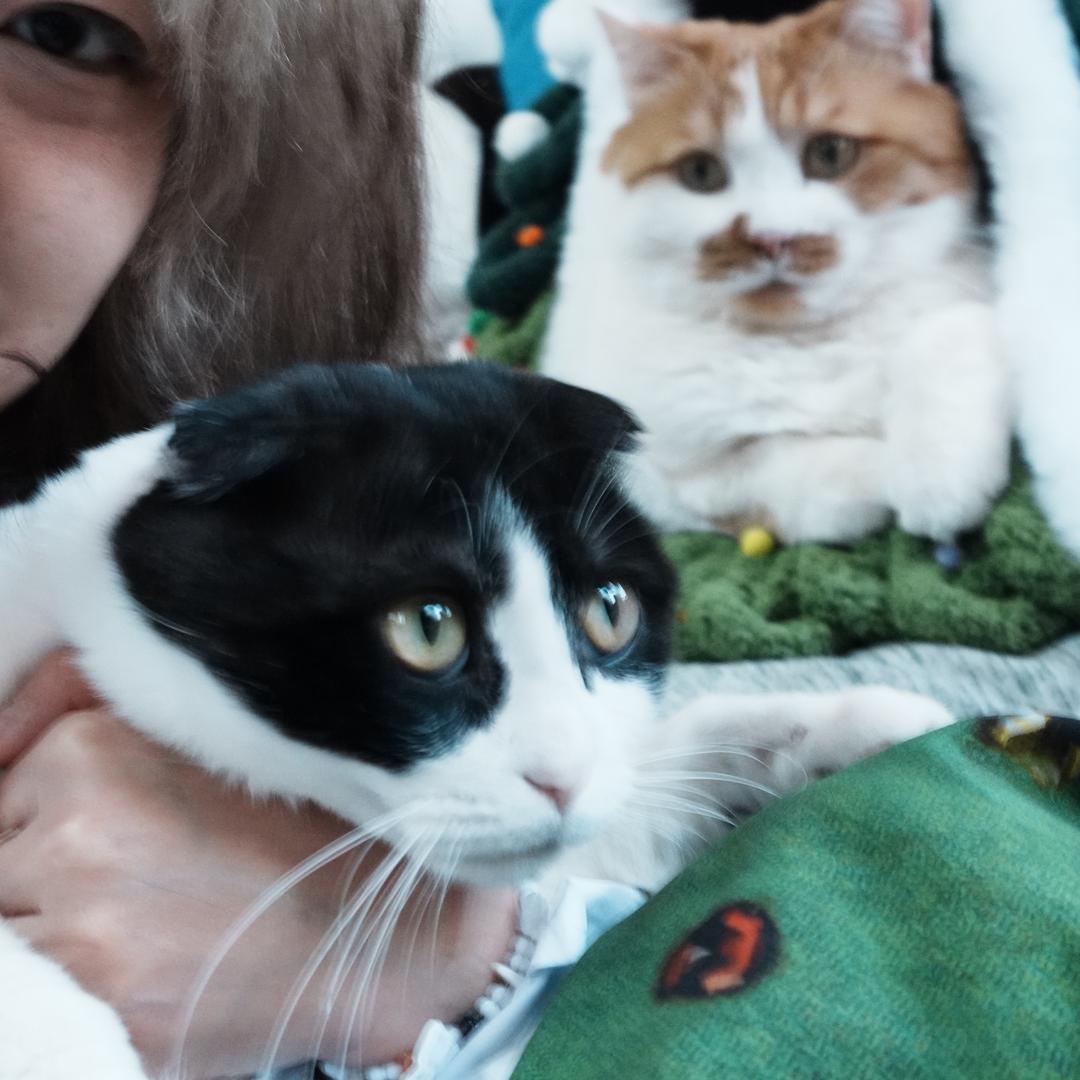 豹哥和小布的朋友圈