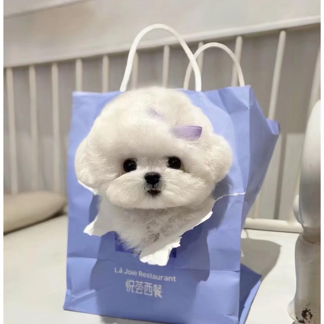 萌萌宠物 （萌萌）