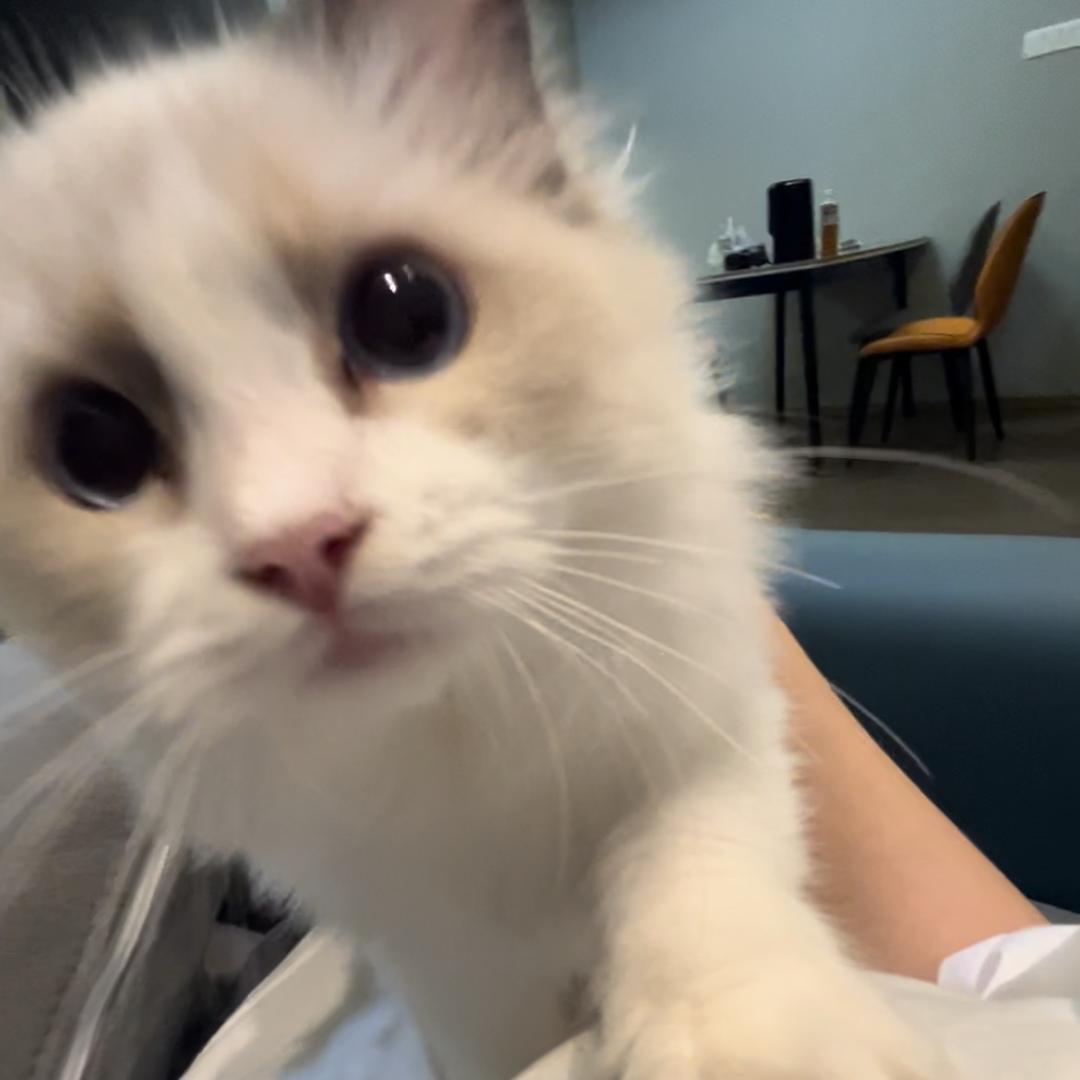 煊