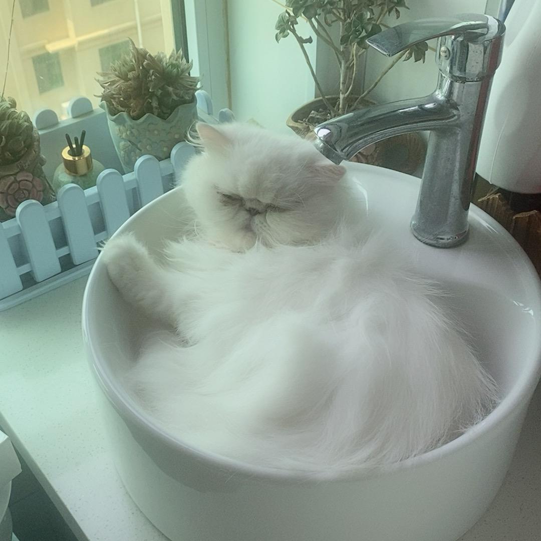 招财猫的小铃铛
