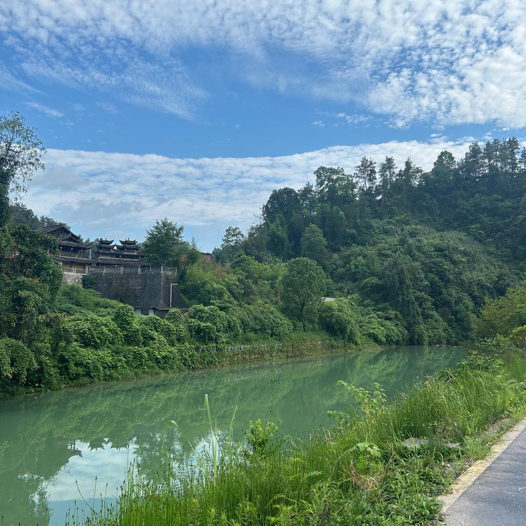小杨茶叶(恩施特产)