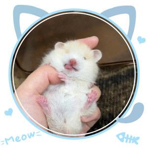 元兮鼠鼠