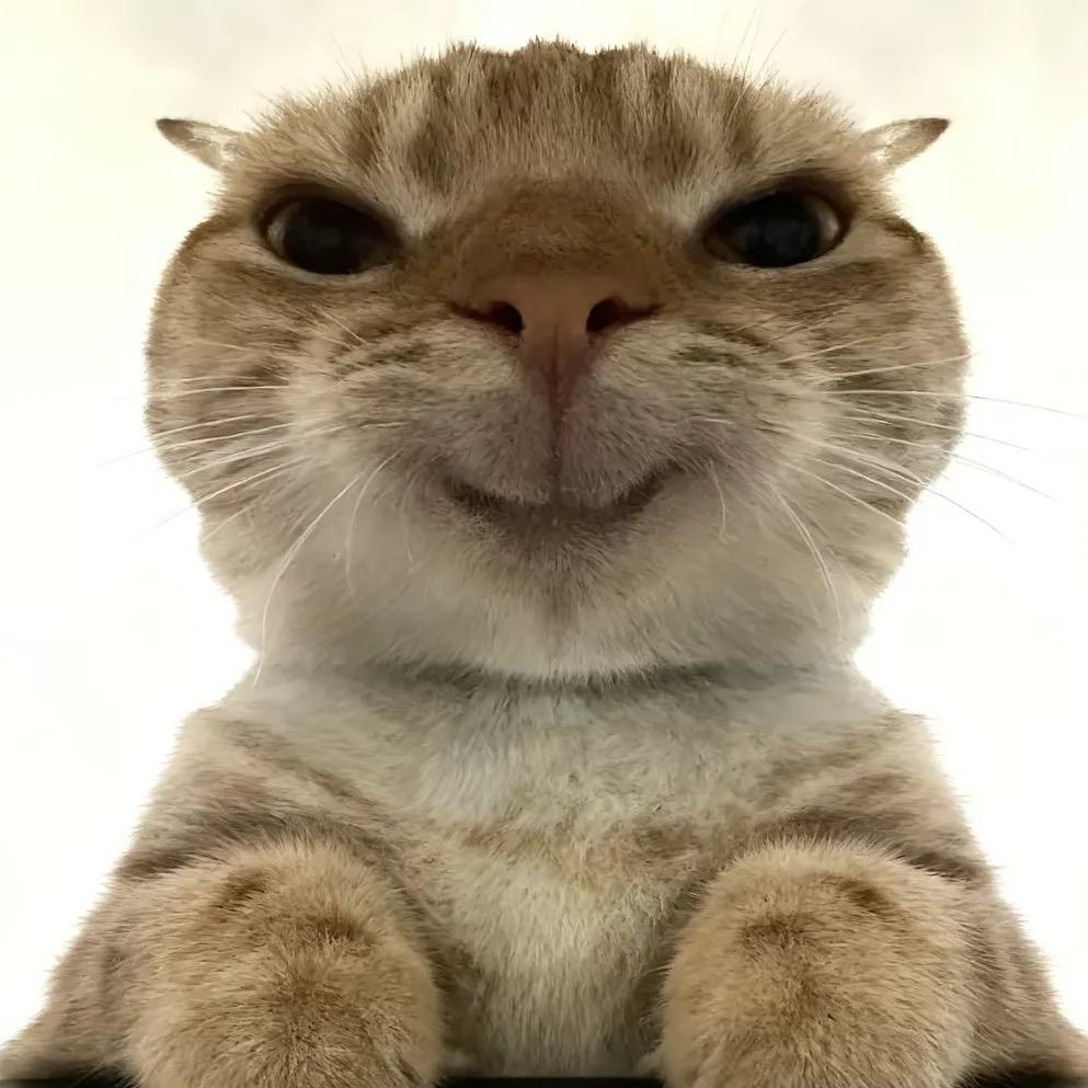 卫队长官哈基胃