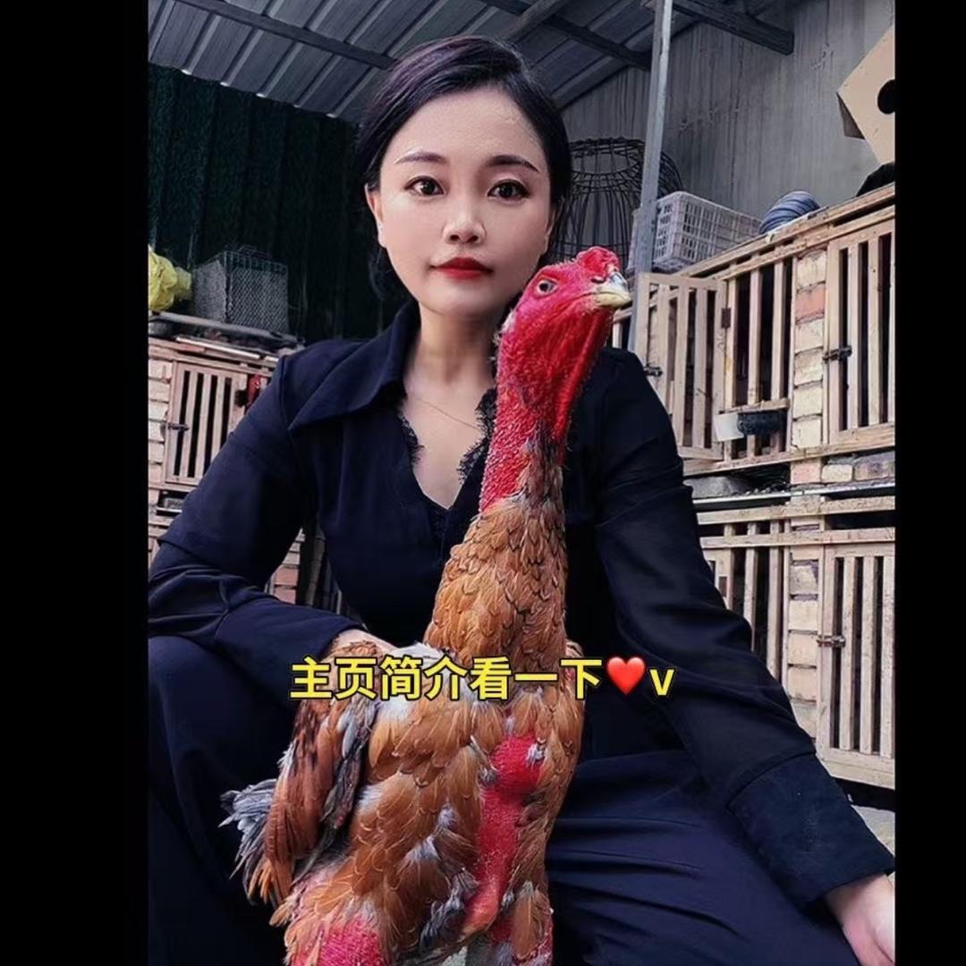 乾翔斗鸡小丁