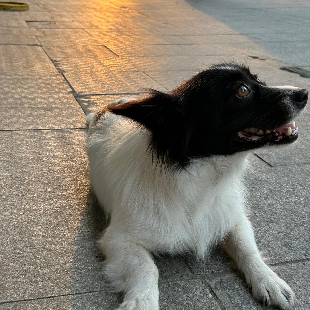 叶子窗帘装饰🍃