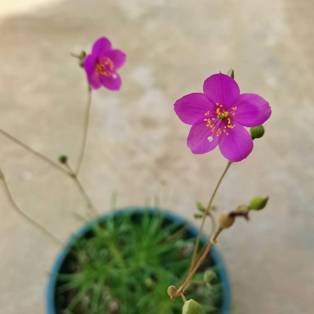 袋袋姐花园