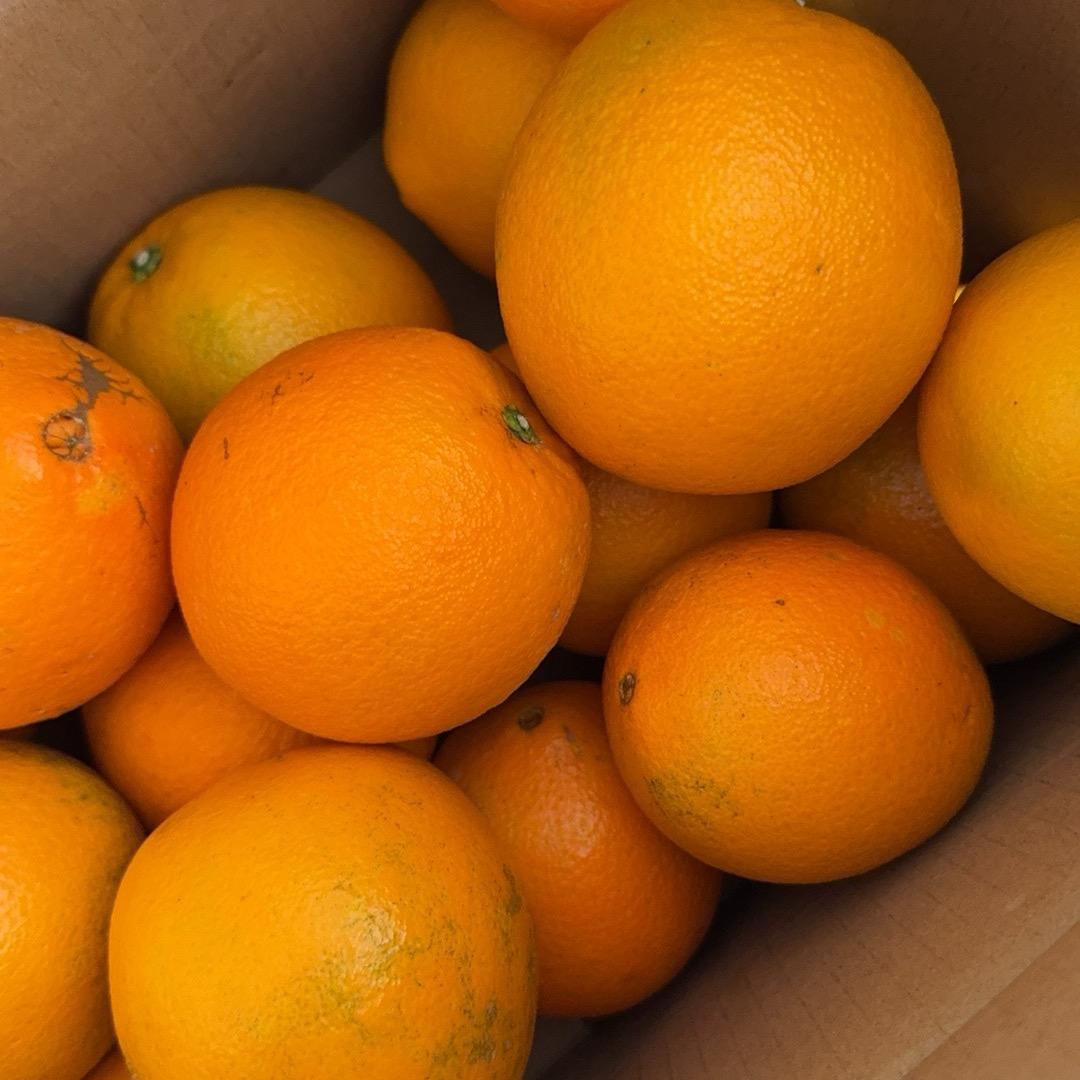橙公子🍊